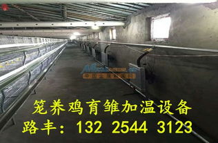 環(huán)保養(yǎng)殖鍋爐的革新之路 山東路豐溫控設(shè)備廠的專業(yè)解決方案與水產(chǎn)品零售新業(yè)態(tài)